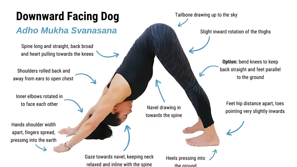 Surya namaskar 12 steps 